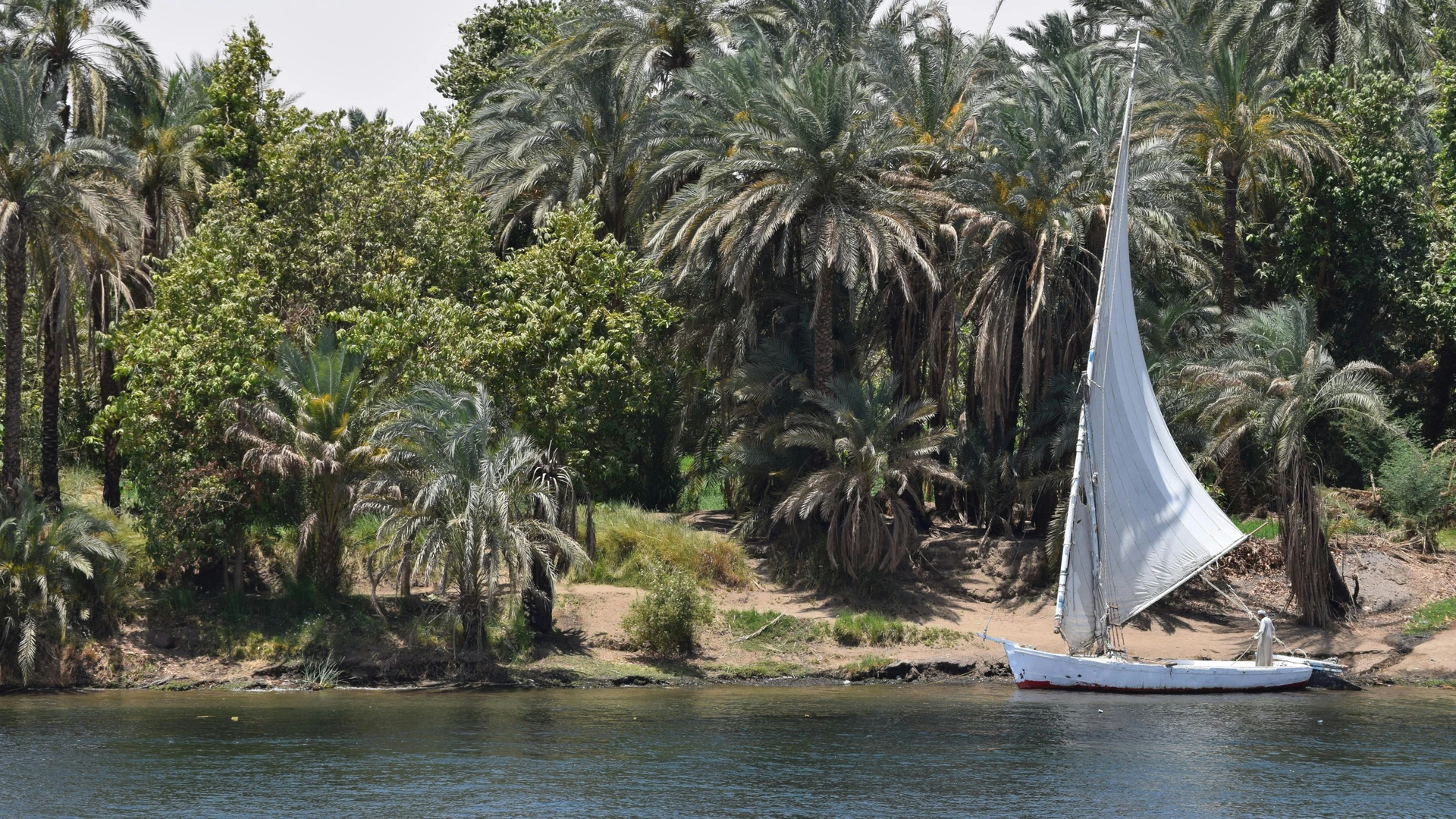 Makadi Bay, Egypt - Traditional sailboat on the nile surrounded by lush palm trees in egypt's summer scenery.