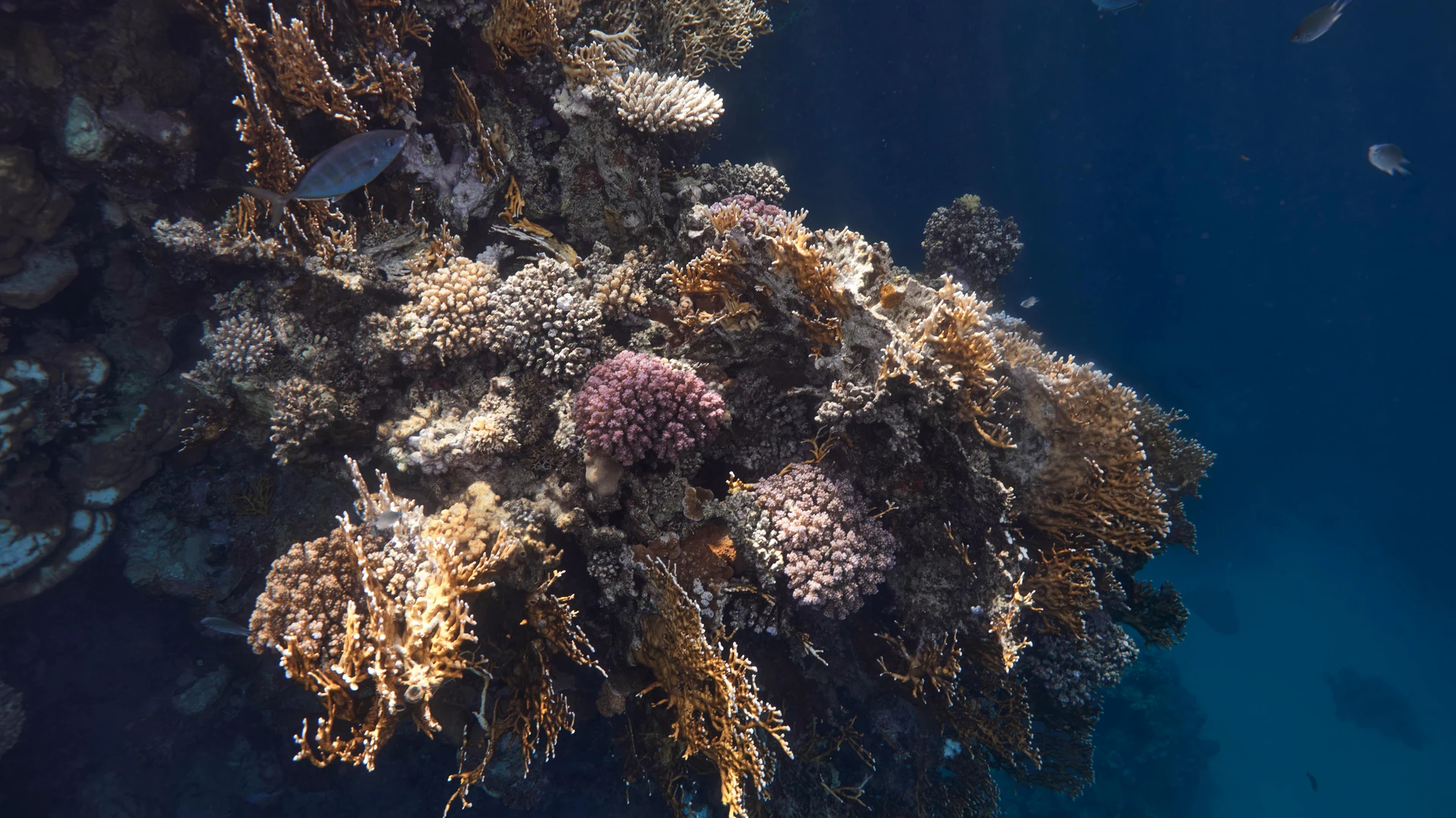 Marsa Alam, Egypt - Explore the colorful coral reef underwater in marsa alam, egypt's red sea.