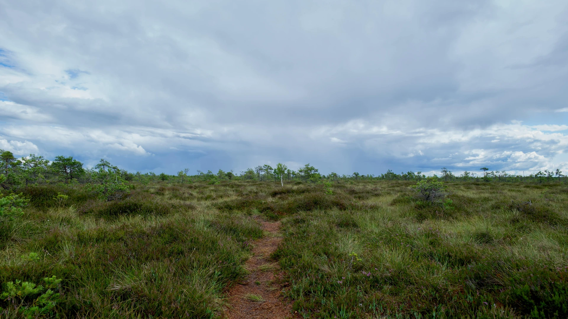 Marsa Alam, Egypt - Explore the lush greenery and vast skies of estonia's natural wetlands.