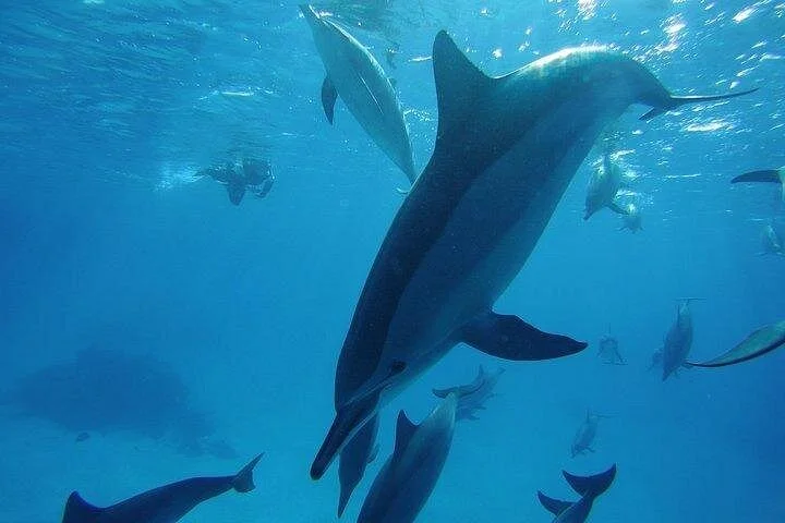 coral garden snorkeling from masa alam - Image 3