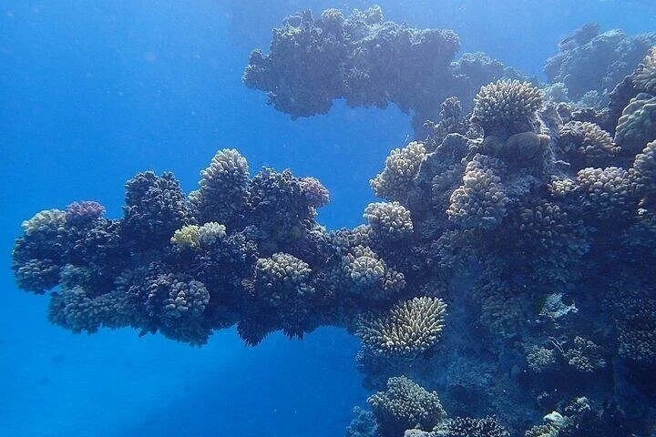 coral garden snorkeling from masa alam - Image 5