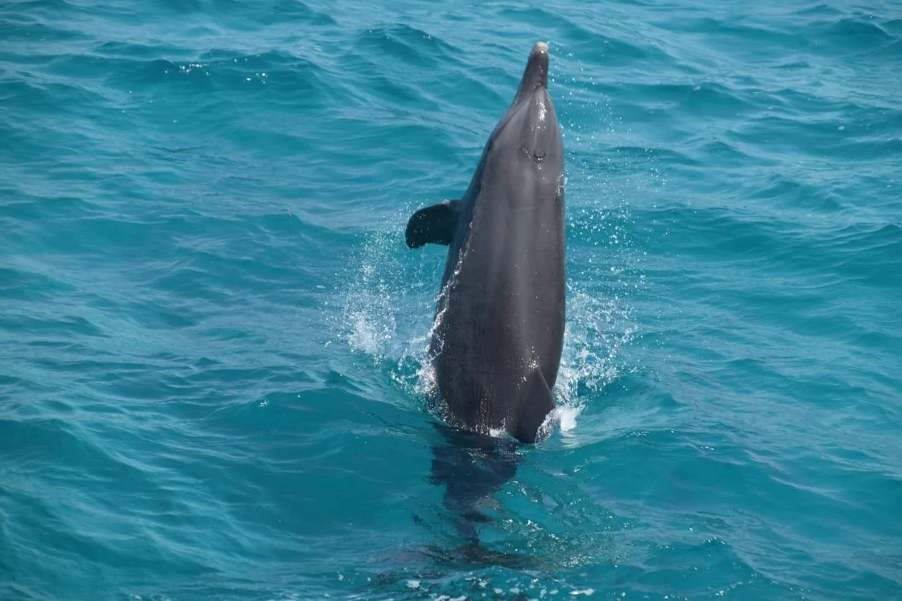 dolphin house and banana boat fun from hurghada - Image 5