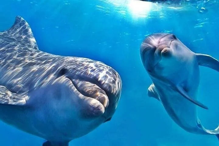 dolphin house samadai reefs boat trip from marsa alam - Image 2
