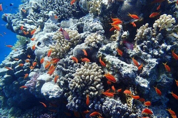 sataya dolphin house snorkel from marsa alam - Image 2