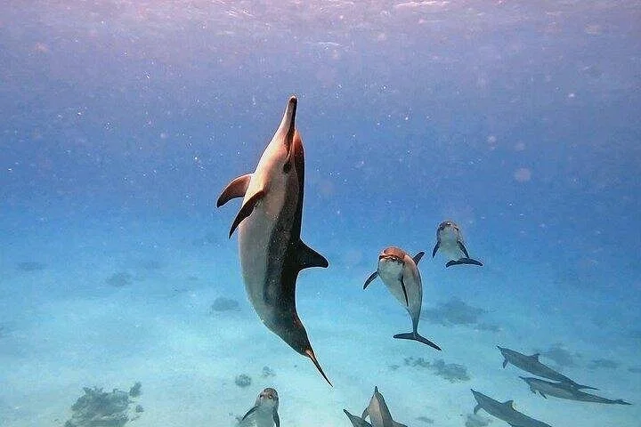 sataya dolphin house snorkel from marsa alam - Image 3