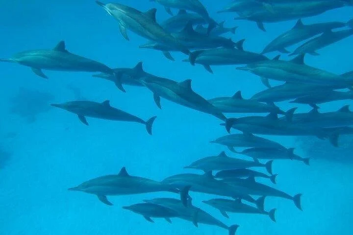 sataya dolphin house snorkel from marsa alam - Image 5