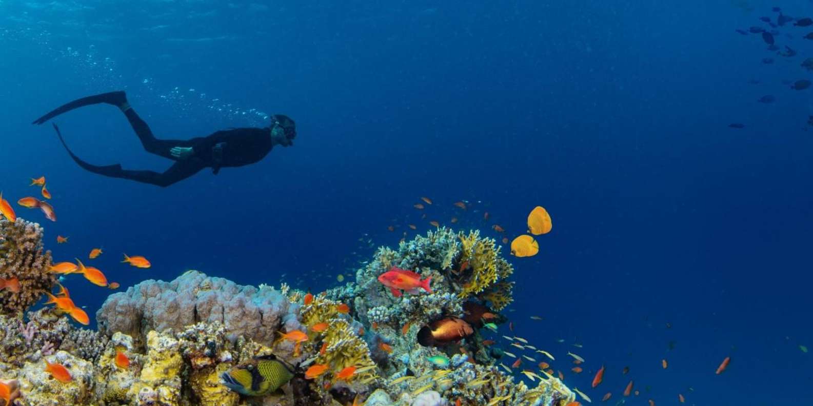Sharm El Sheikh: Ras Mohamed Snorkel & Dive Cruise