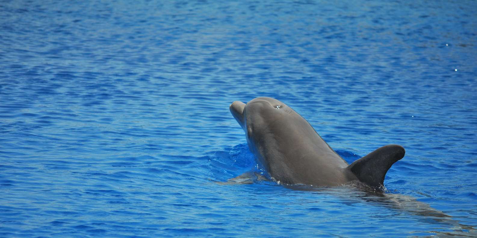 Hurghada: VIP Dolphin House, Snorkelling & Massage