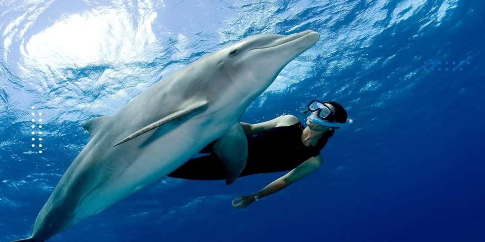 Hurghada: VIP Dolphin House, Snorkelling & Massage