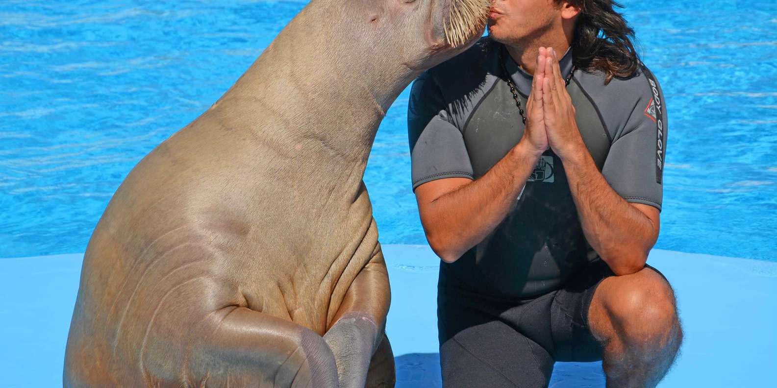 Hurghada: Dolphin World Show with Walruses & Pickup