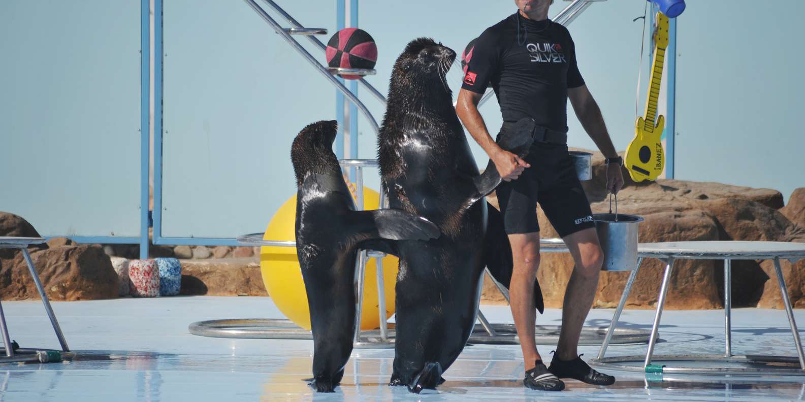 Hurghada: Dolphin World Show with Walruses & Pickup