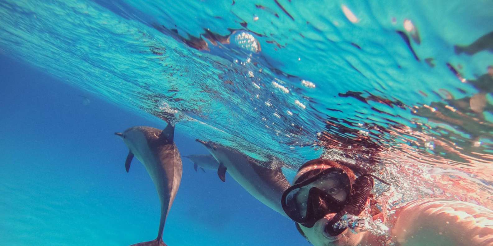 Hurghada: Dolphin House snorkelling & dolphin swim