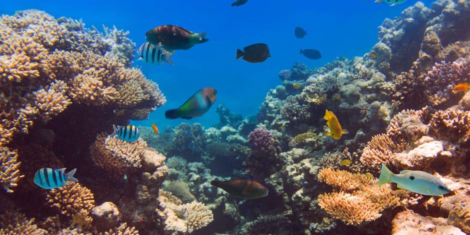 Hurghada: Luxury Diving & Snorkelling inc Island/Lunch/Massage