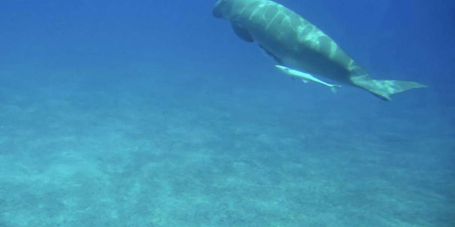 Makadi Bay: Royal Seascope Semi-Submarine Cruise & Snorkel