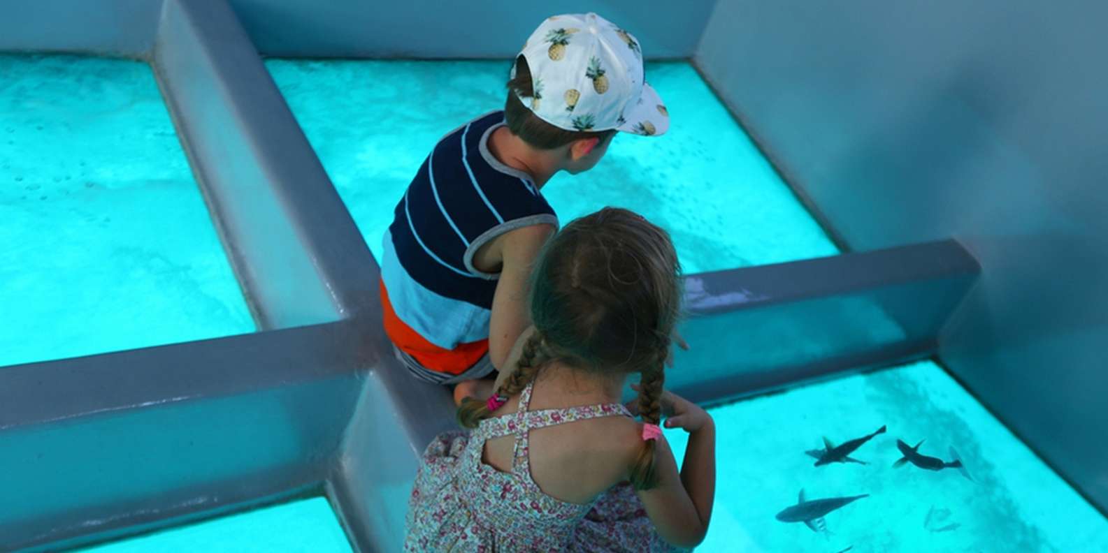 Sharm El Sheikh: Glass-Bottom Boat Adventure + Transfer