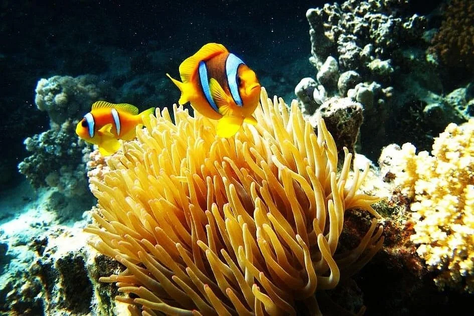 zaina beach camp day trip with lunch - Image 1