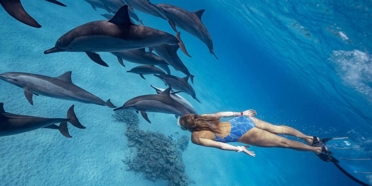 Hurghada: Dolphin House snorkelling & dolphin swim