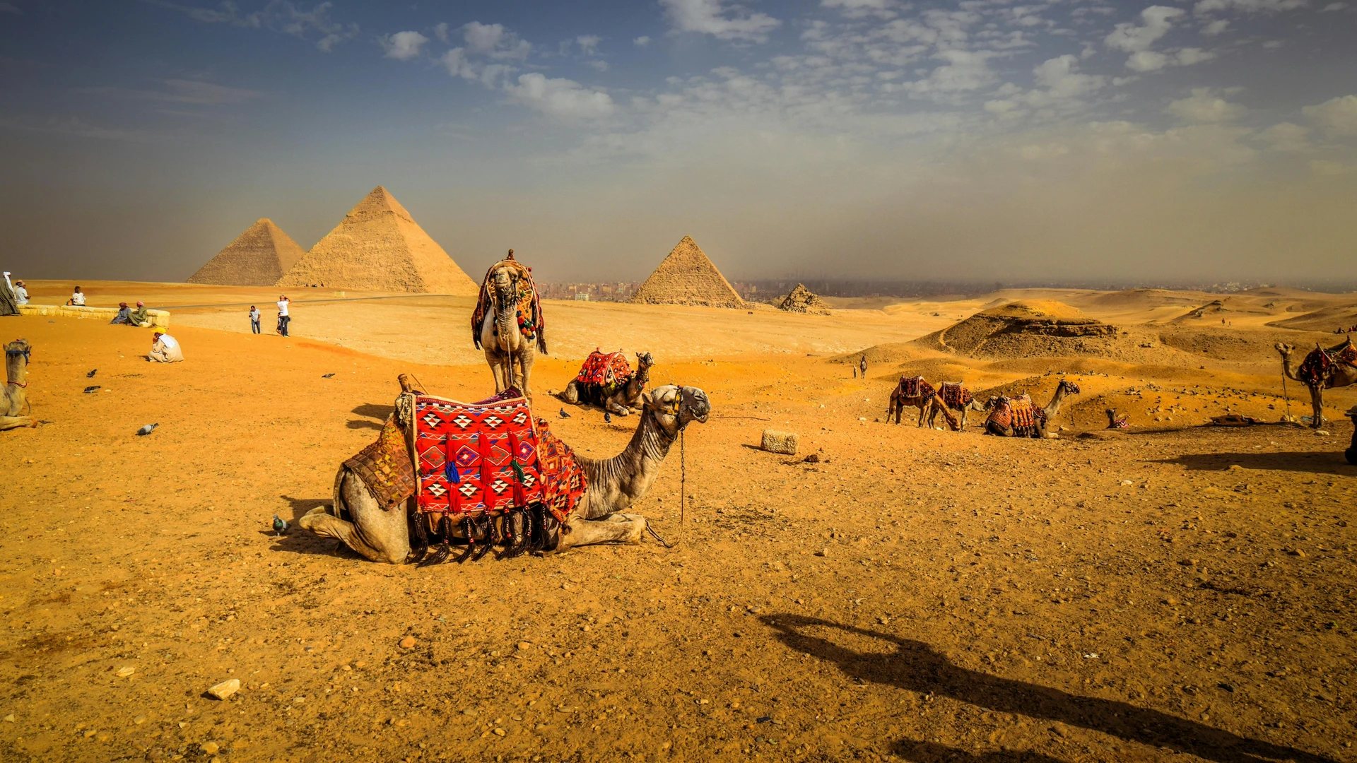 Cairo, Egypt - Captivating view of camels resting with the iconic pyramids in the egyptian desert.