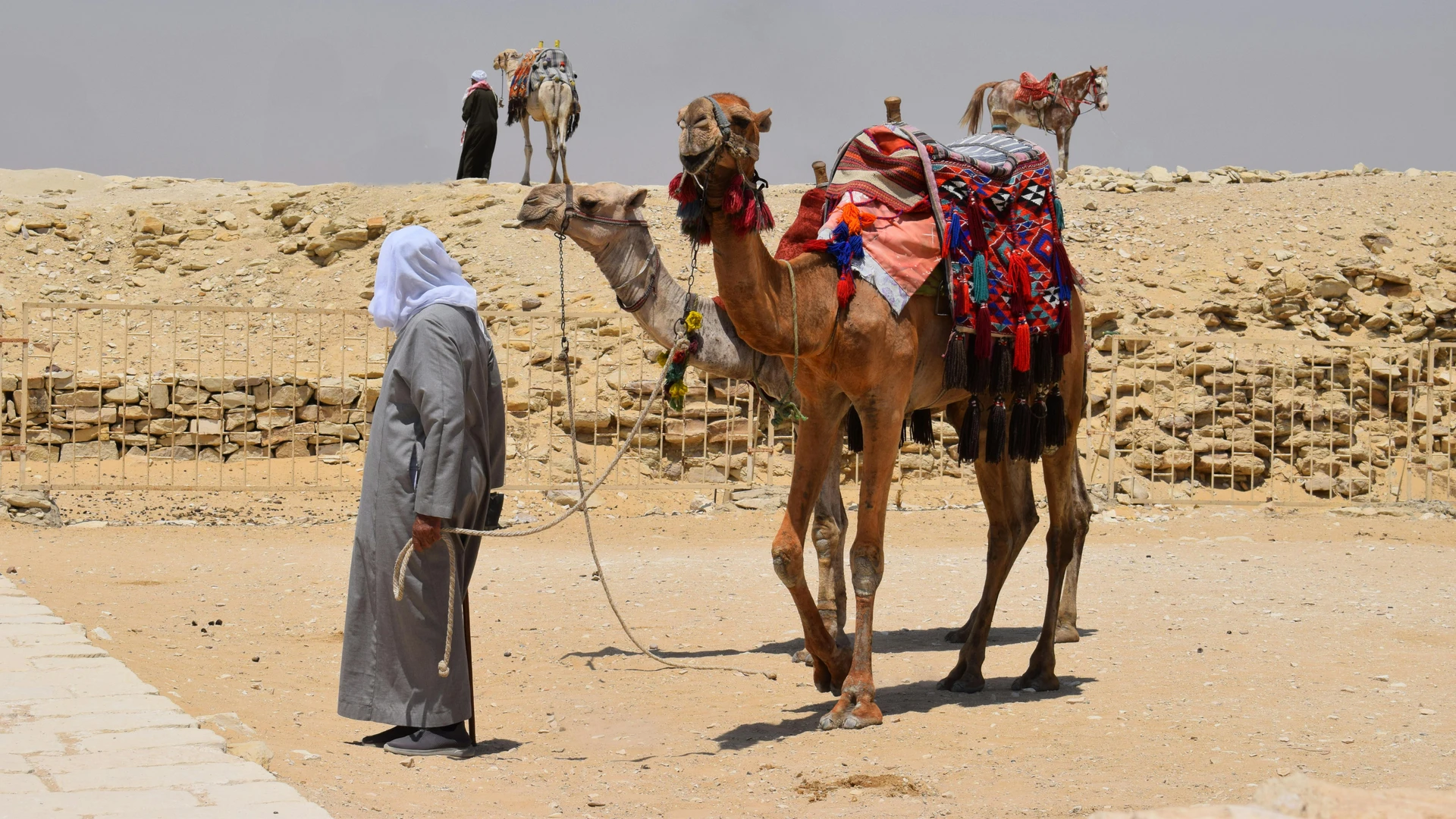 Cairo, Egypt - Man leads a colorfully adorned camel in the cairo desert under the bright sun.