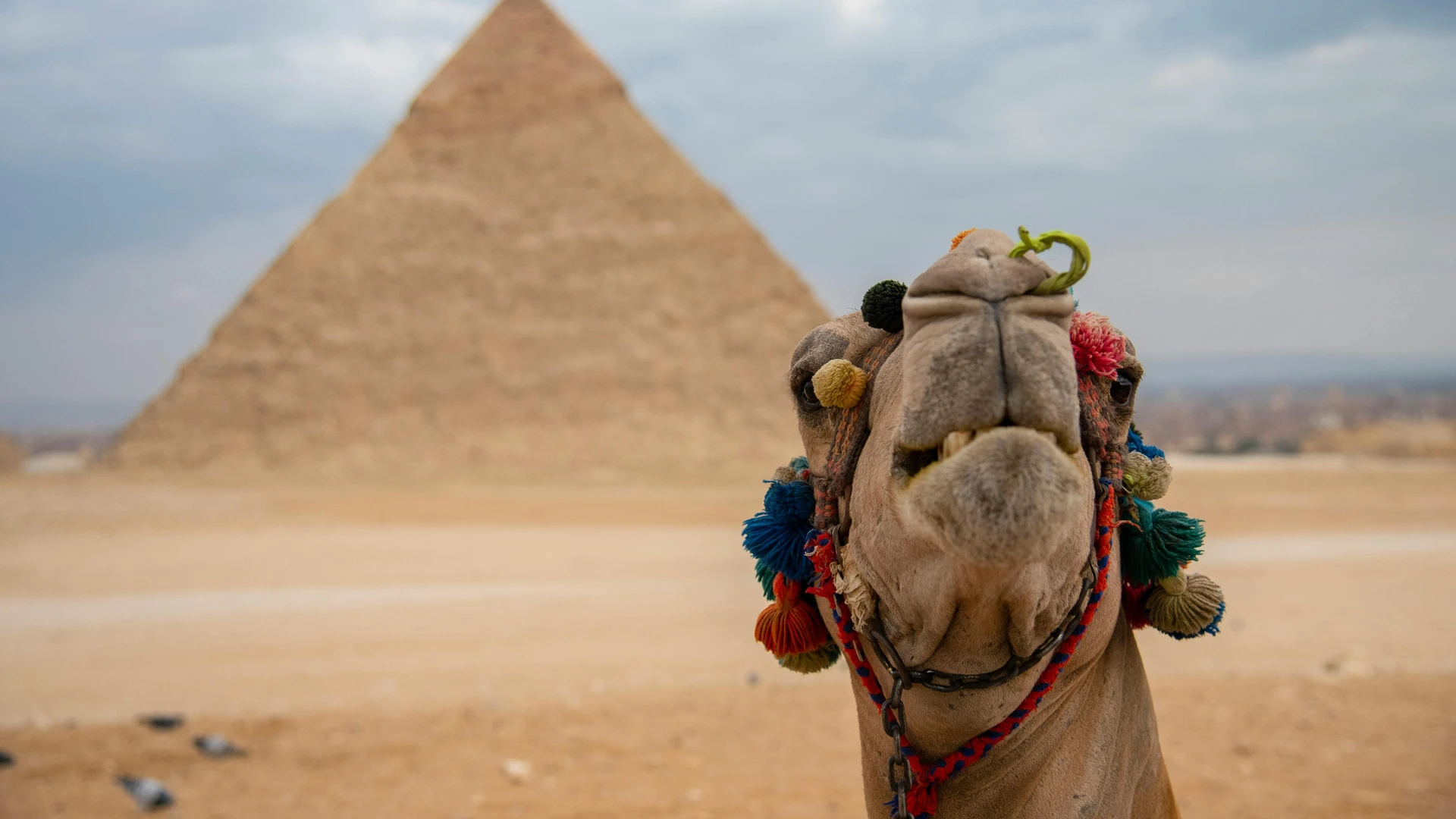 Giza, Egypt - Colorful camel with the great pyramid of giza in the background, highlighting egyptian culture.