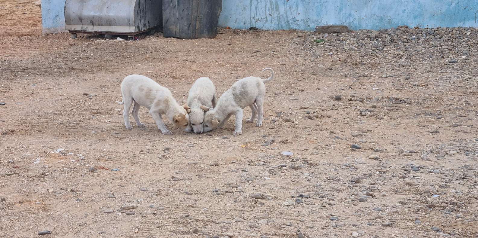 صورة التقييم 3