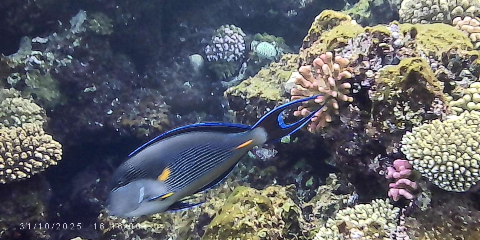 صورة التقييم 3