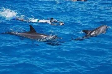 Full-Day Sea Trip with Dolphins and Snorkeling in Red Sea - Image 1