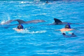 Dolphin House Snorkeling Trip with Lunch & Transfer - Hurghada - Image 1