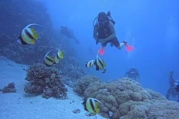 Intro Diving Beginner and Discover Red Sea Underwater - Image 1